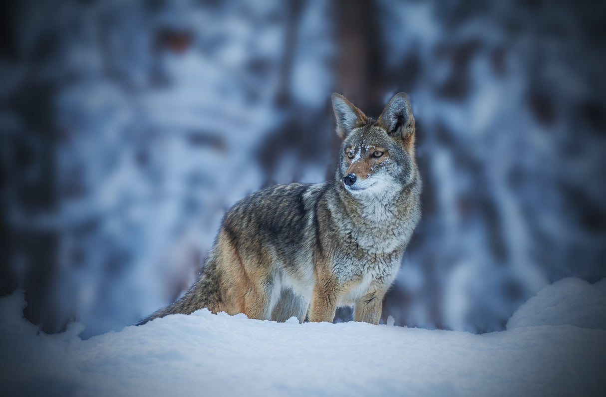 Coyote in Winter Poster och Canvastavla