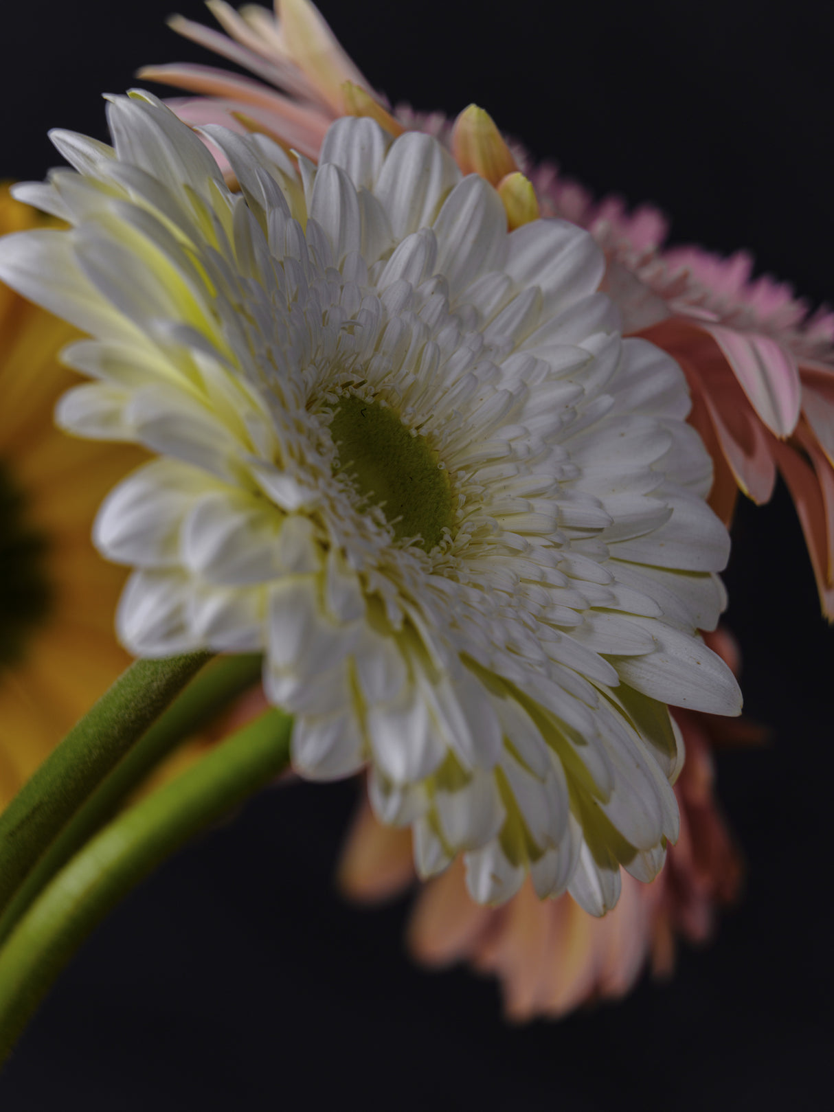 beautiful flowers Poster och Canvastavla