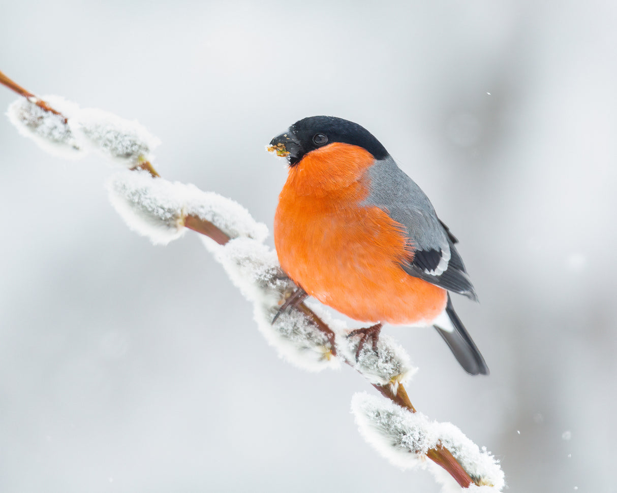 The bullfinch. Poster och Canvastavla