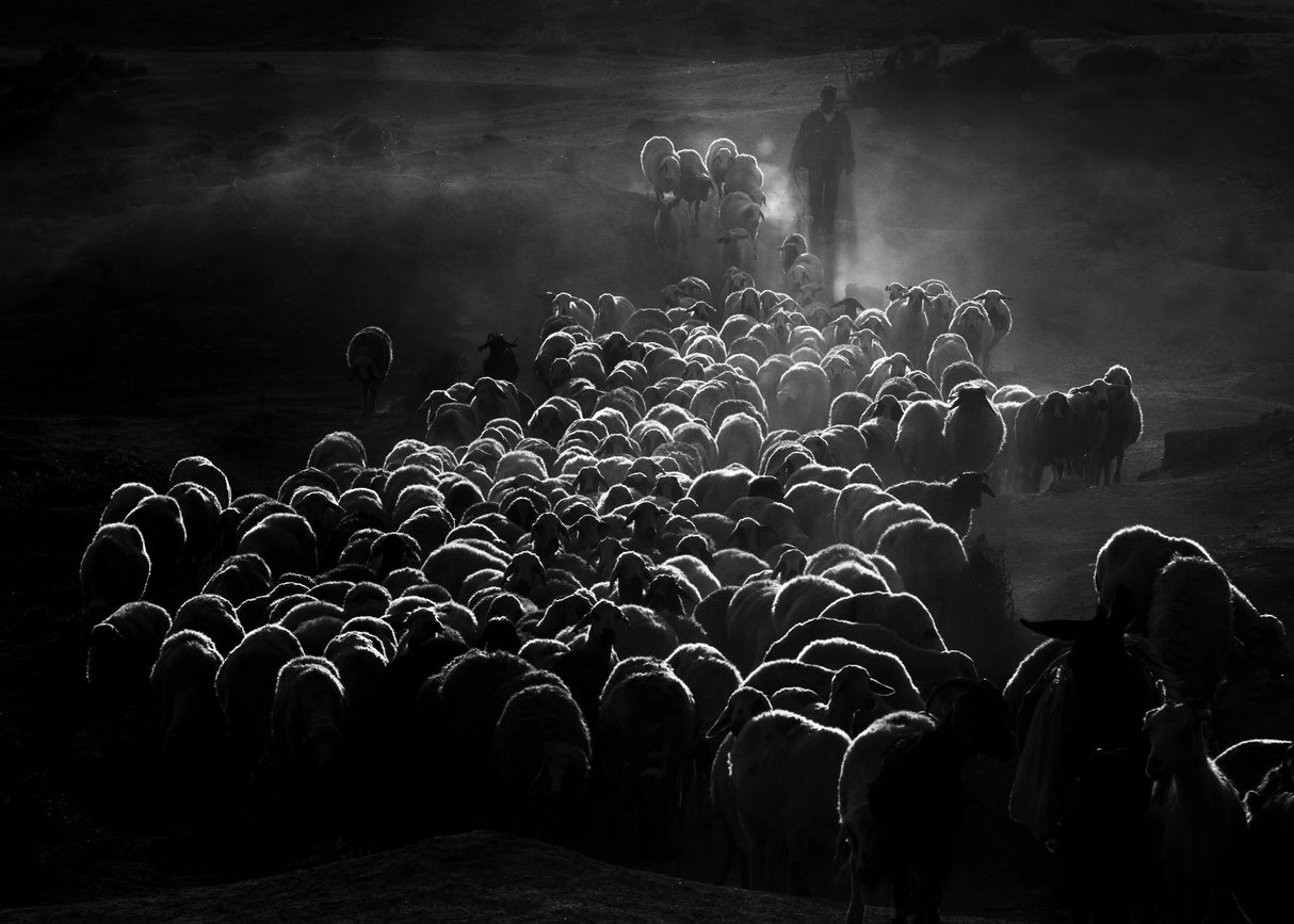 flock of sheep Poster och Canvastavla