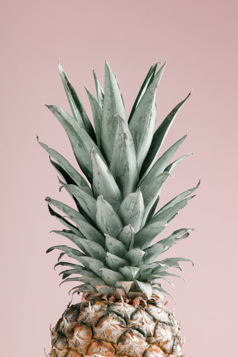 Pineapple Pink 02 Poster och Canvastavla