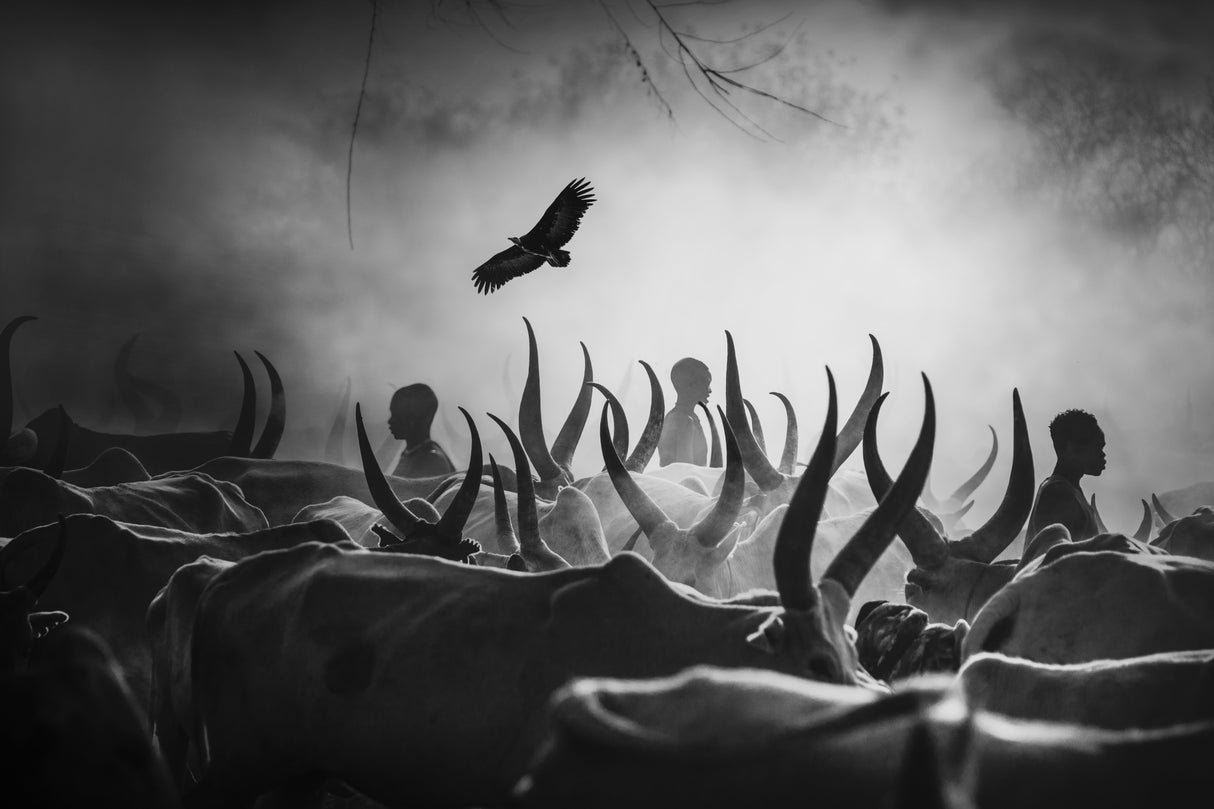 The shadows of Mundari Poster och Canvastavla