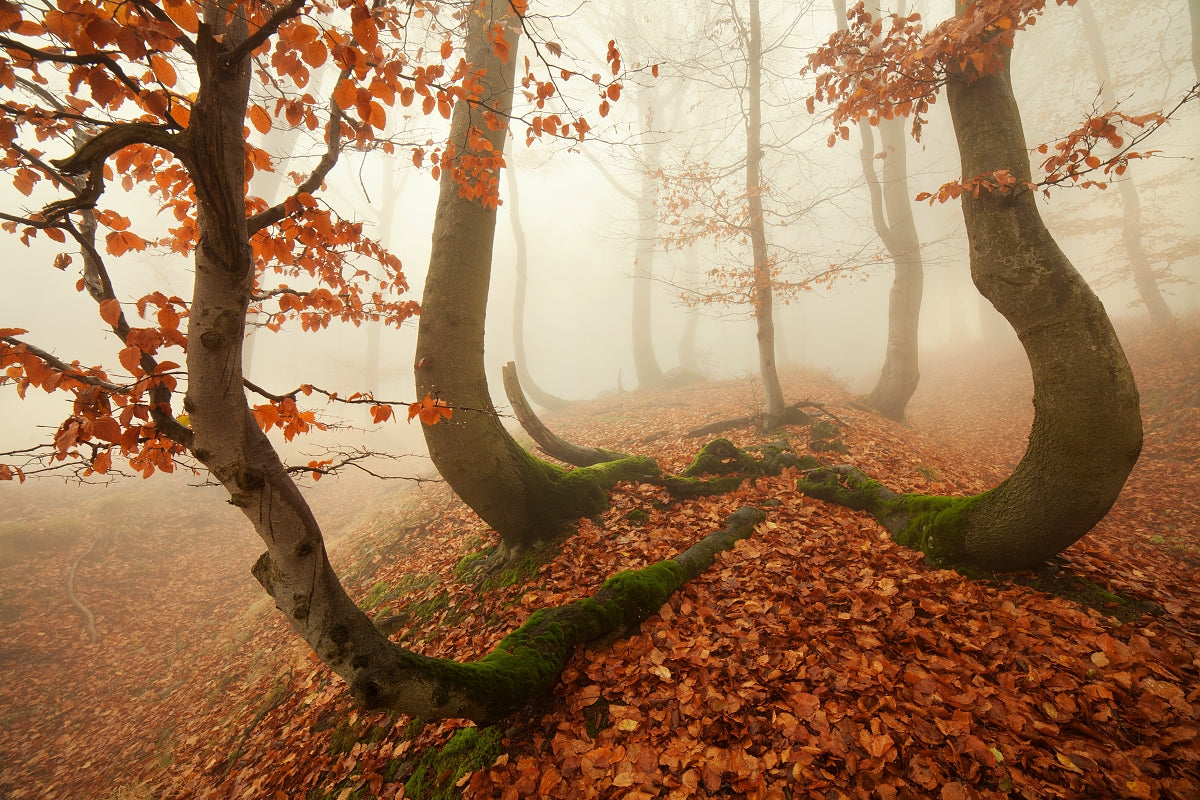 Autumn octopus in the Ore Mountains Poster och Canvastavla