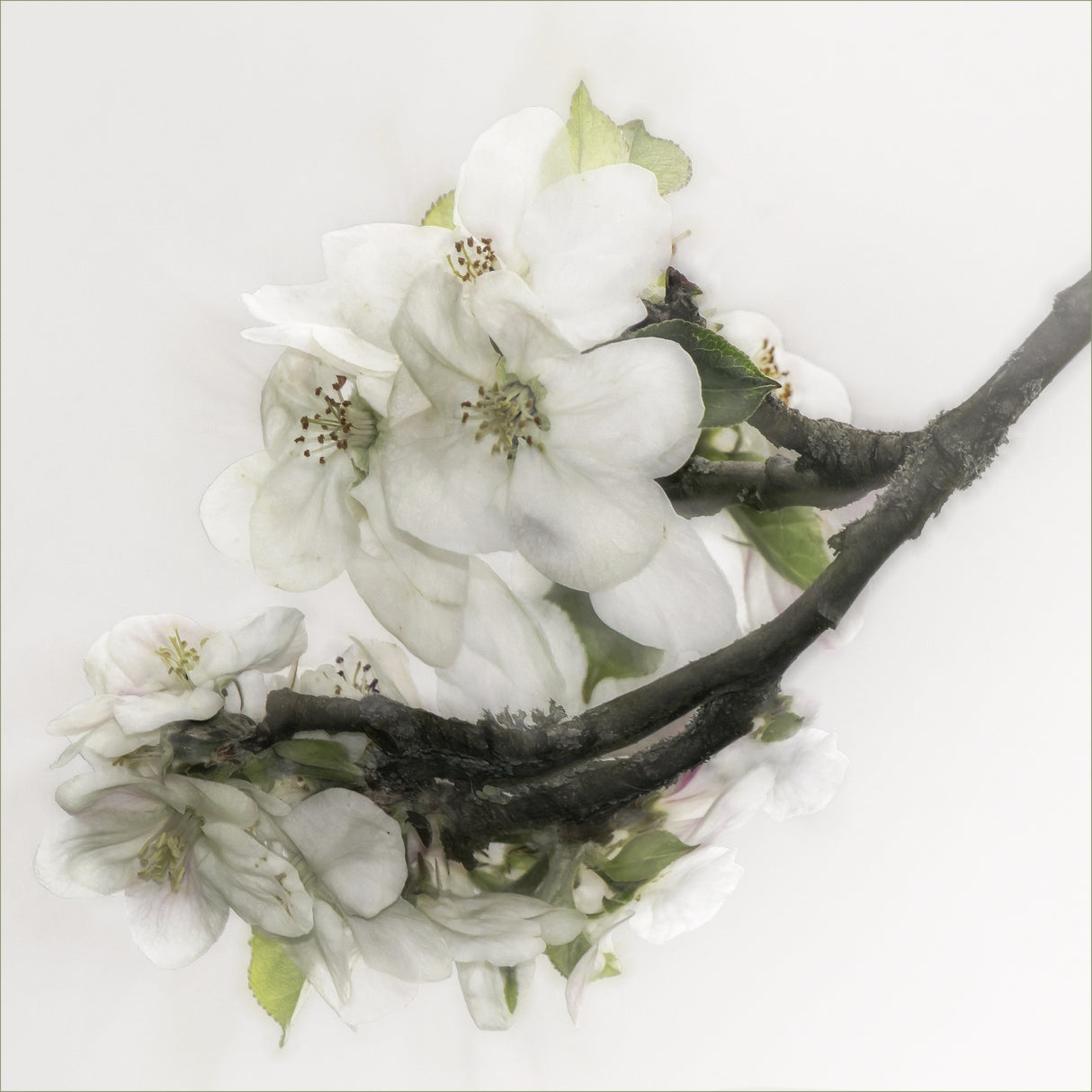 Gracefulness Poster och Canvastavla