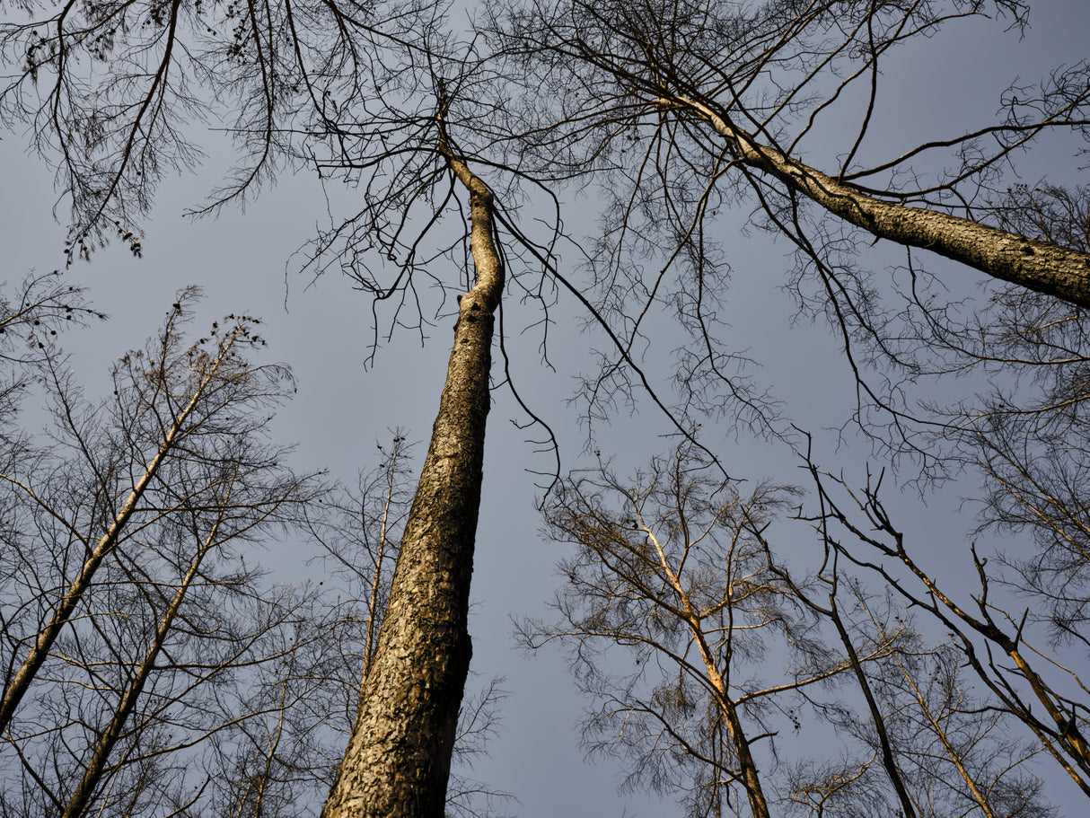 burnt trees and sky background Poster och Canvastavla
