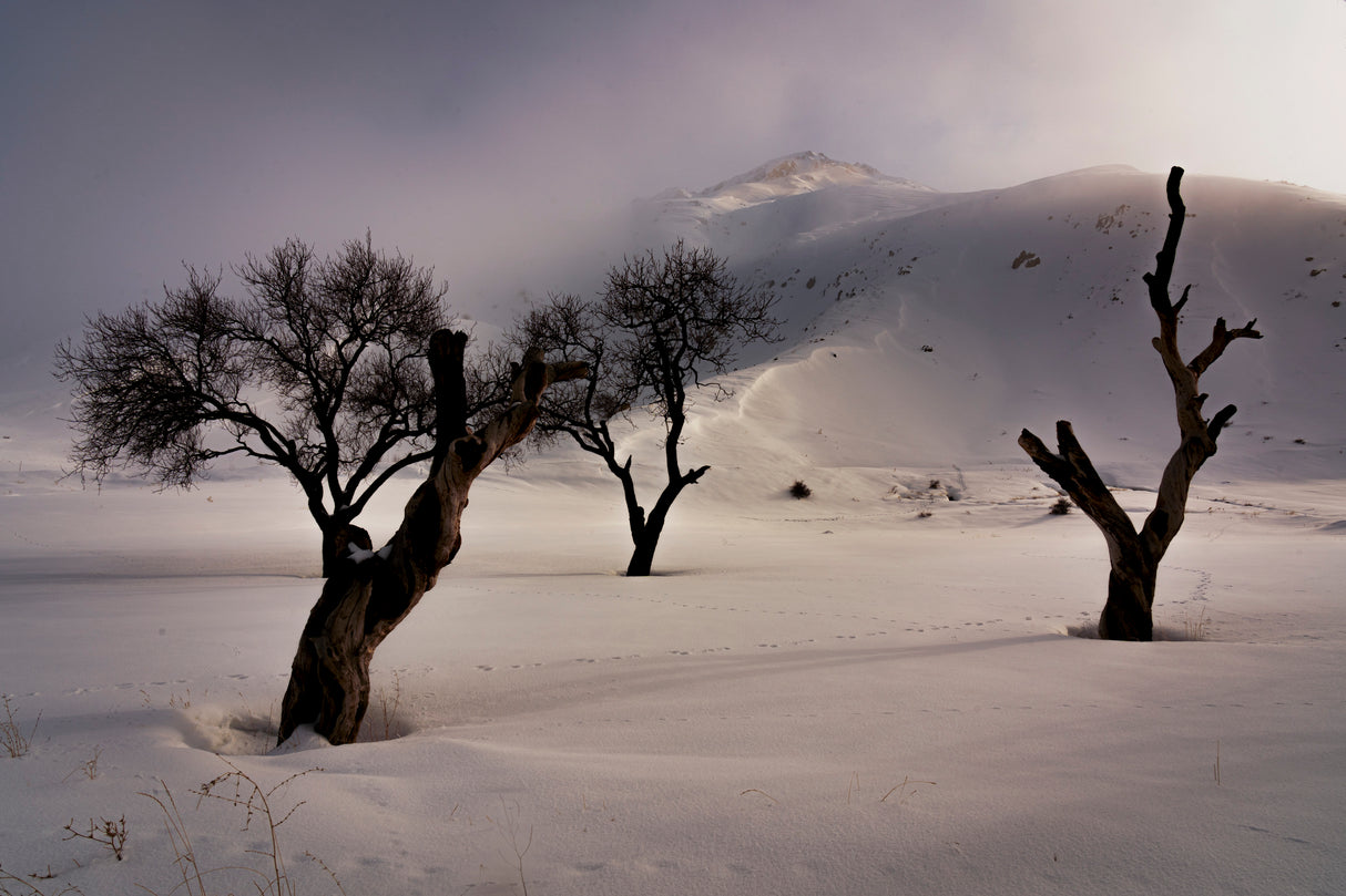 winter Poster och Canvastavla