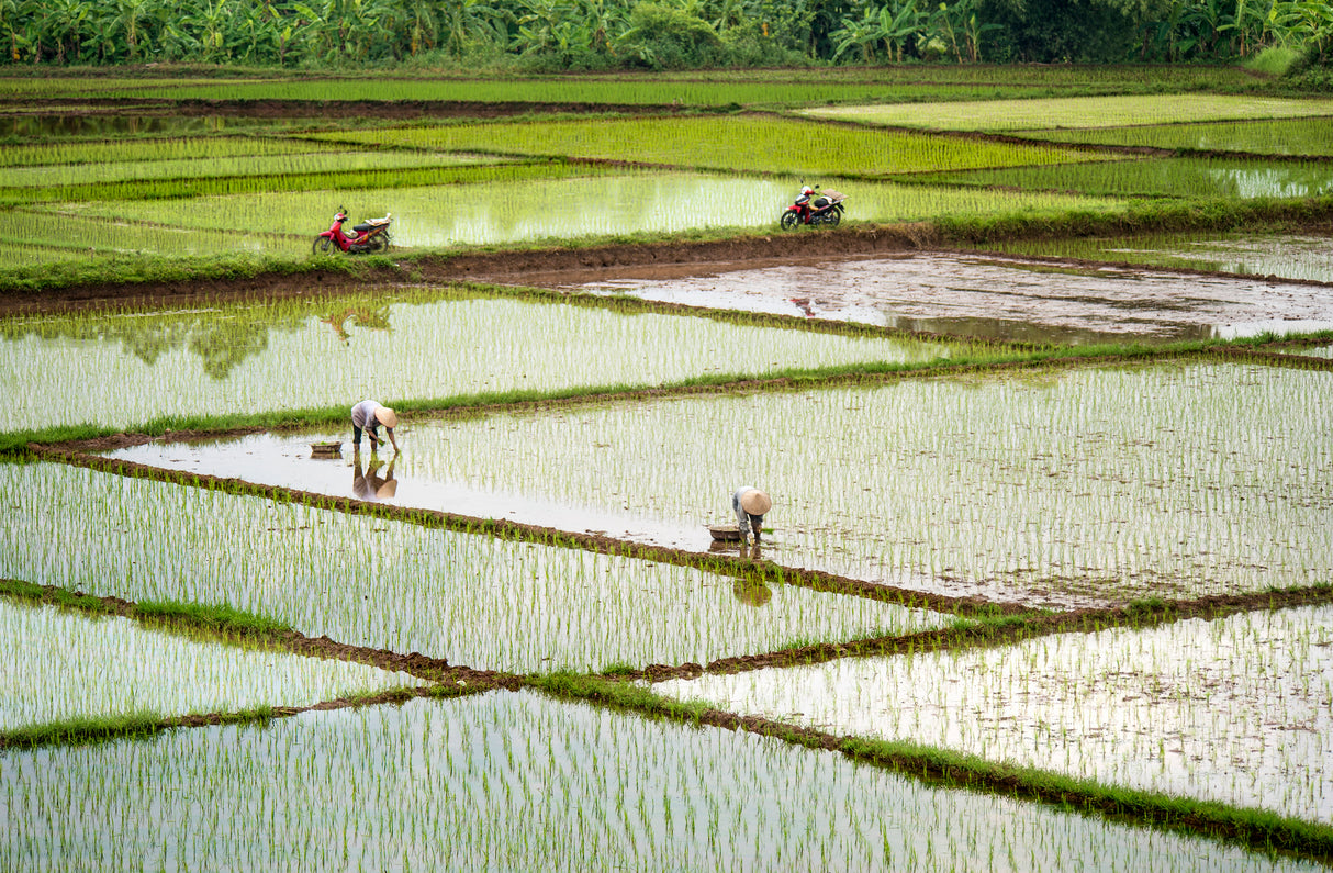 Rice Fields Poster och Canvastavla