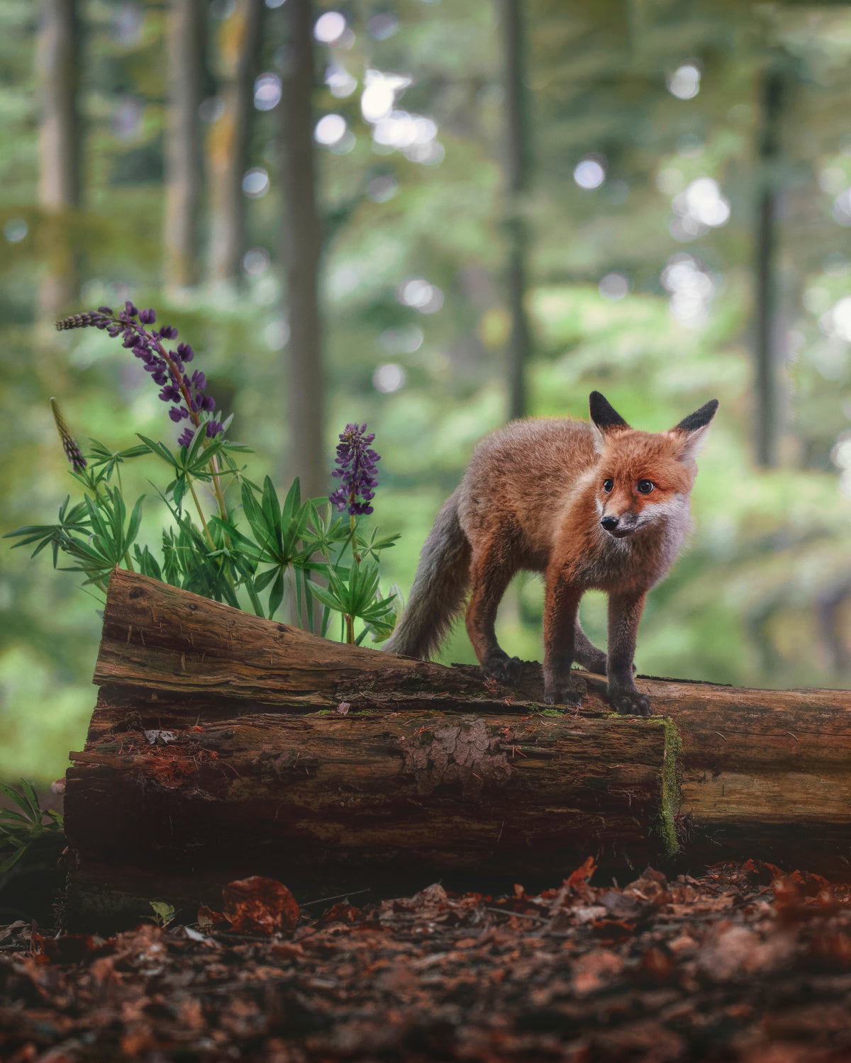 Fox in the forest Poster och Canvastavla