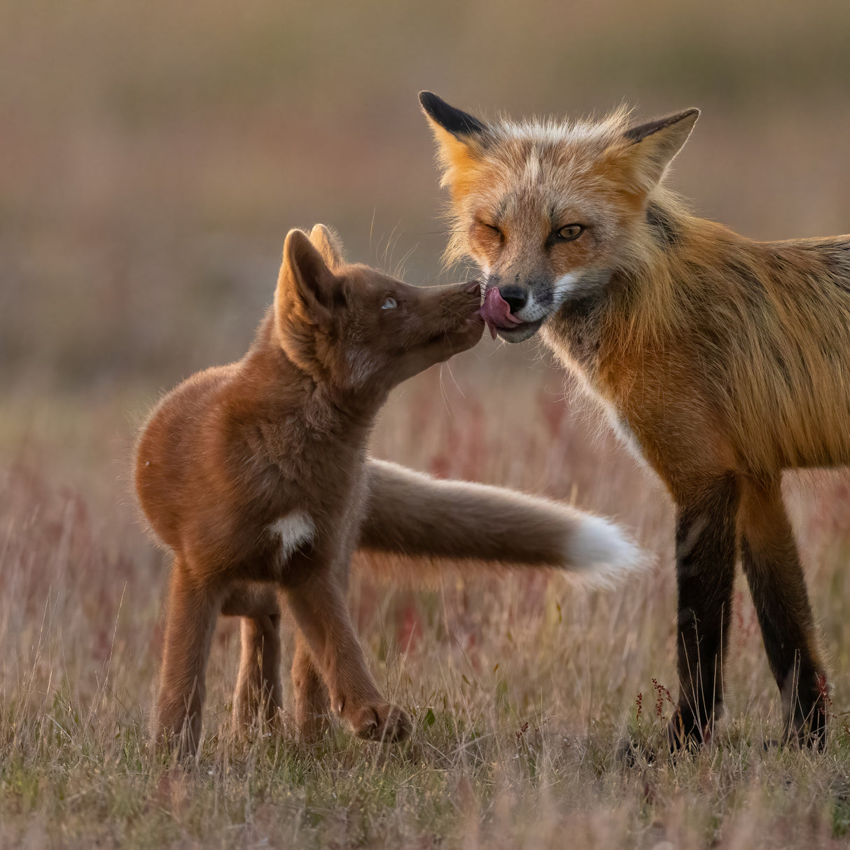 Red Fox Poster och Canvastavla