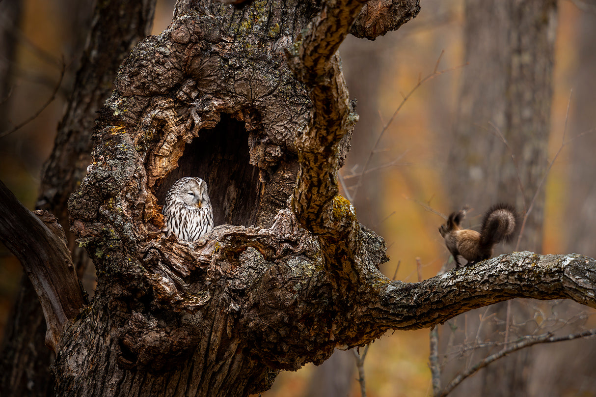 An Owl & a squirrel Poster och Canvastavla
