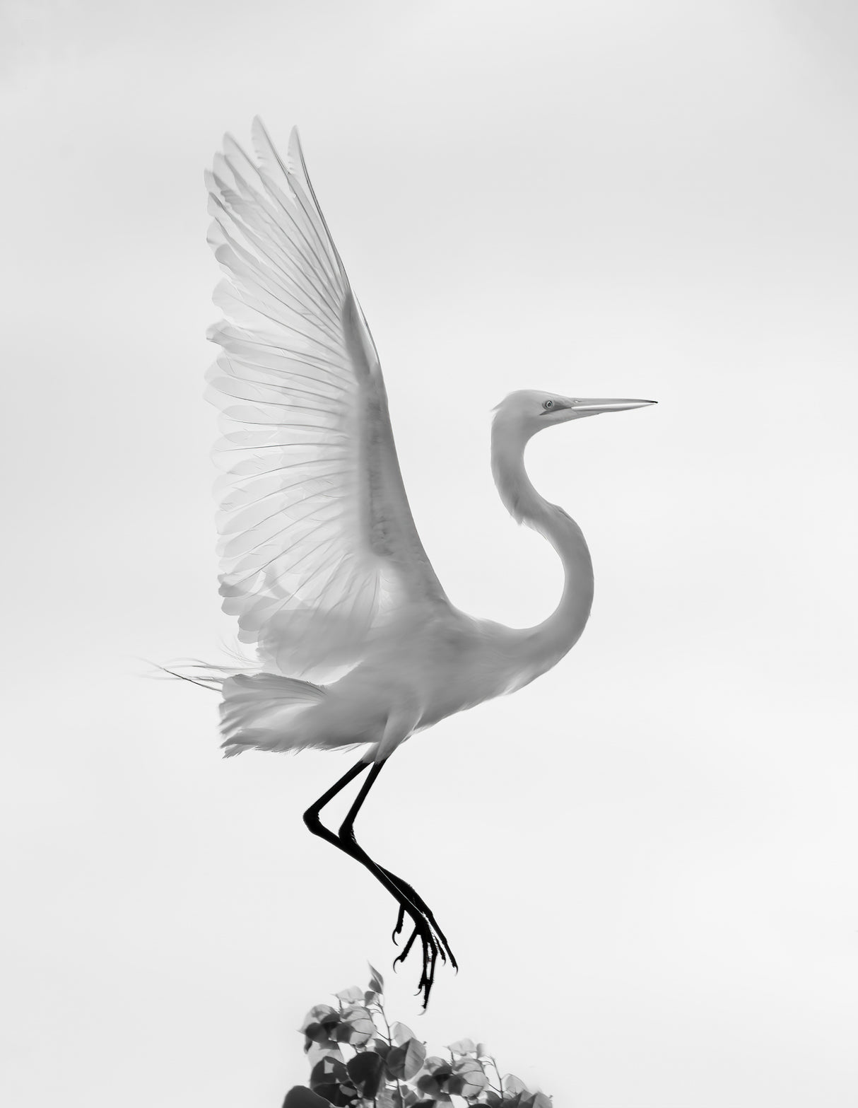Taking off Poster och Canvastavla
