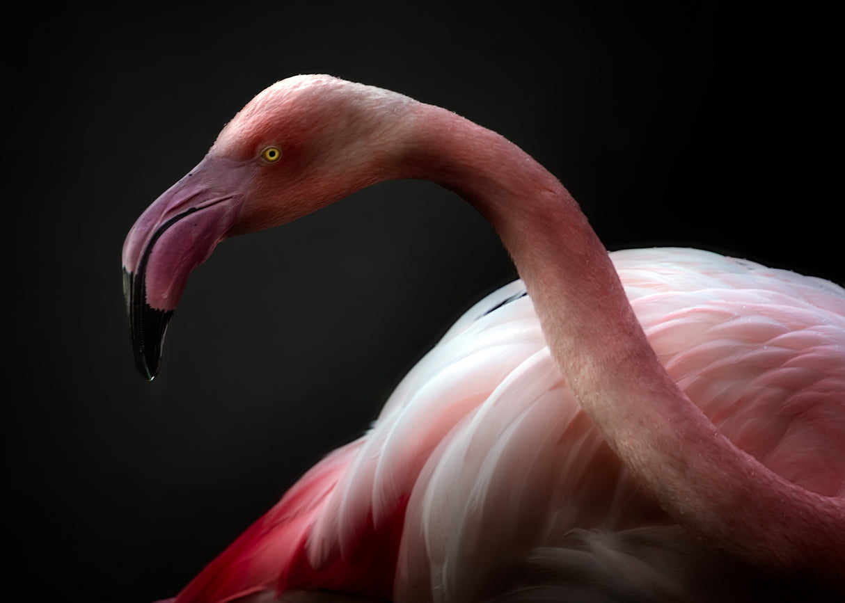 Flamingo portrait Poster och Canvastavla
