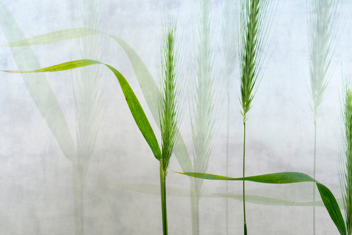 Wavy green Poster och Canvastavla