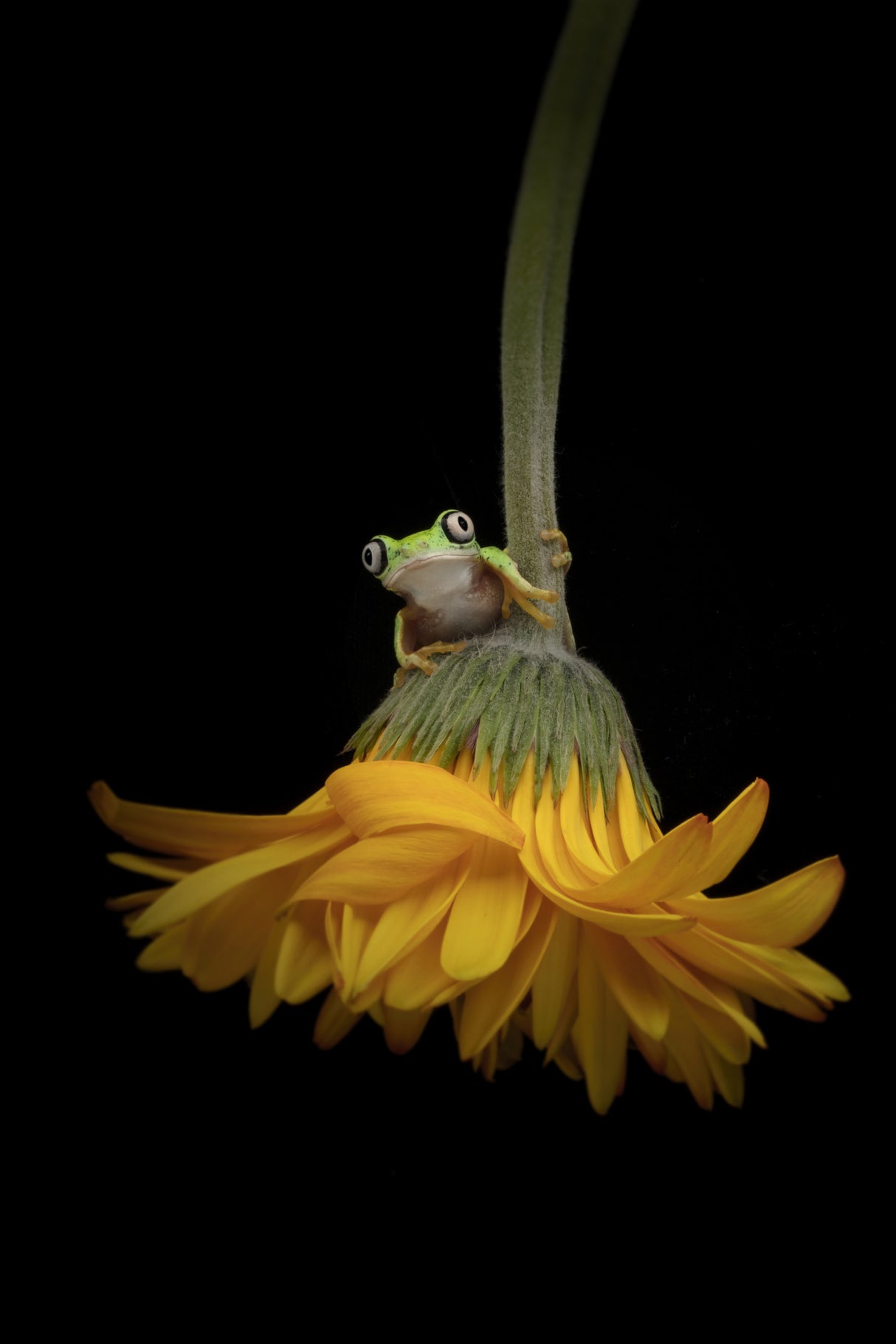 The Lemur Tree Frog and the Gerbera Poster och Canvastavla
