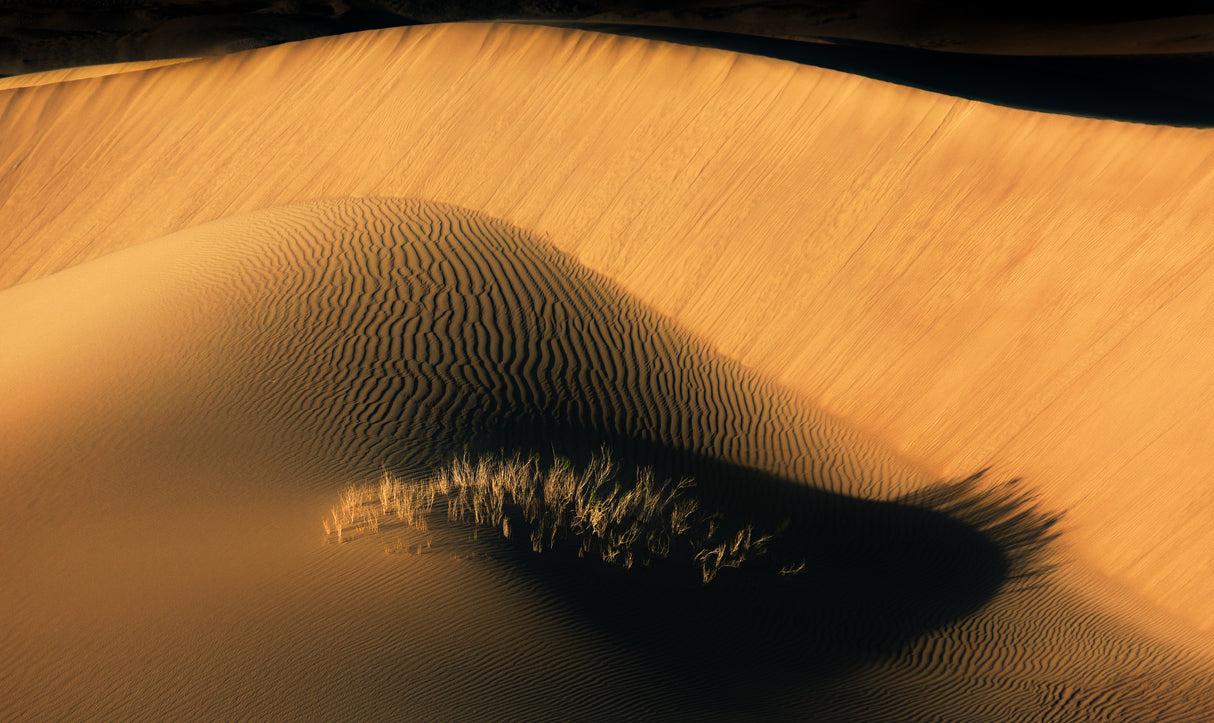 The eyelashes of desert Poster och Canvastavla
