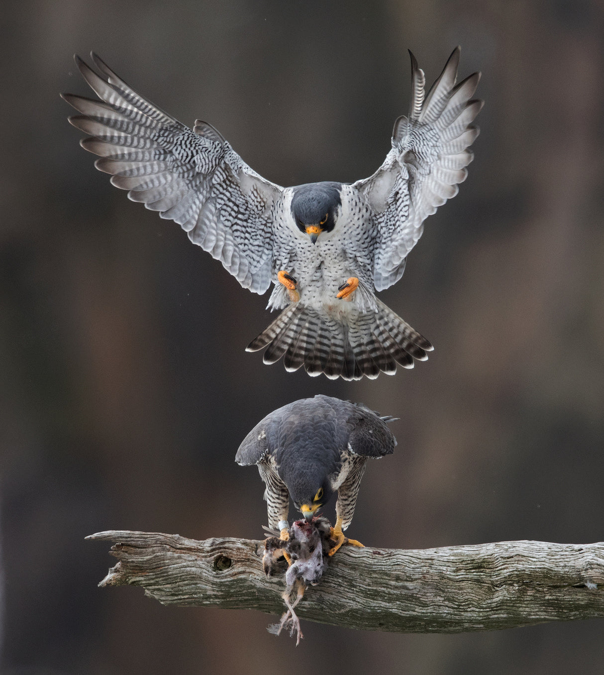 Falcon's Love Season Poster och Canvastavla