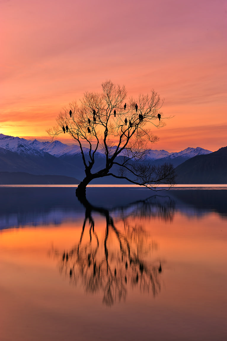 Lone Tree is not Lonely Poster och Canvastavla