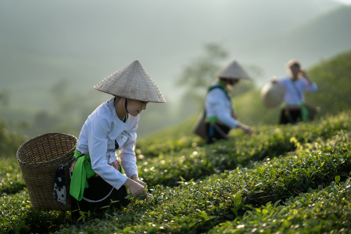 Vietnamese monk picking tea leaves Poster och Canvastavla