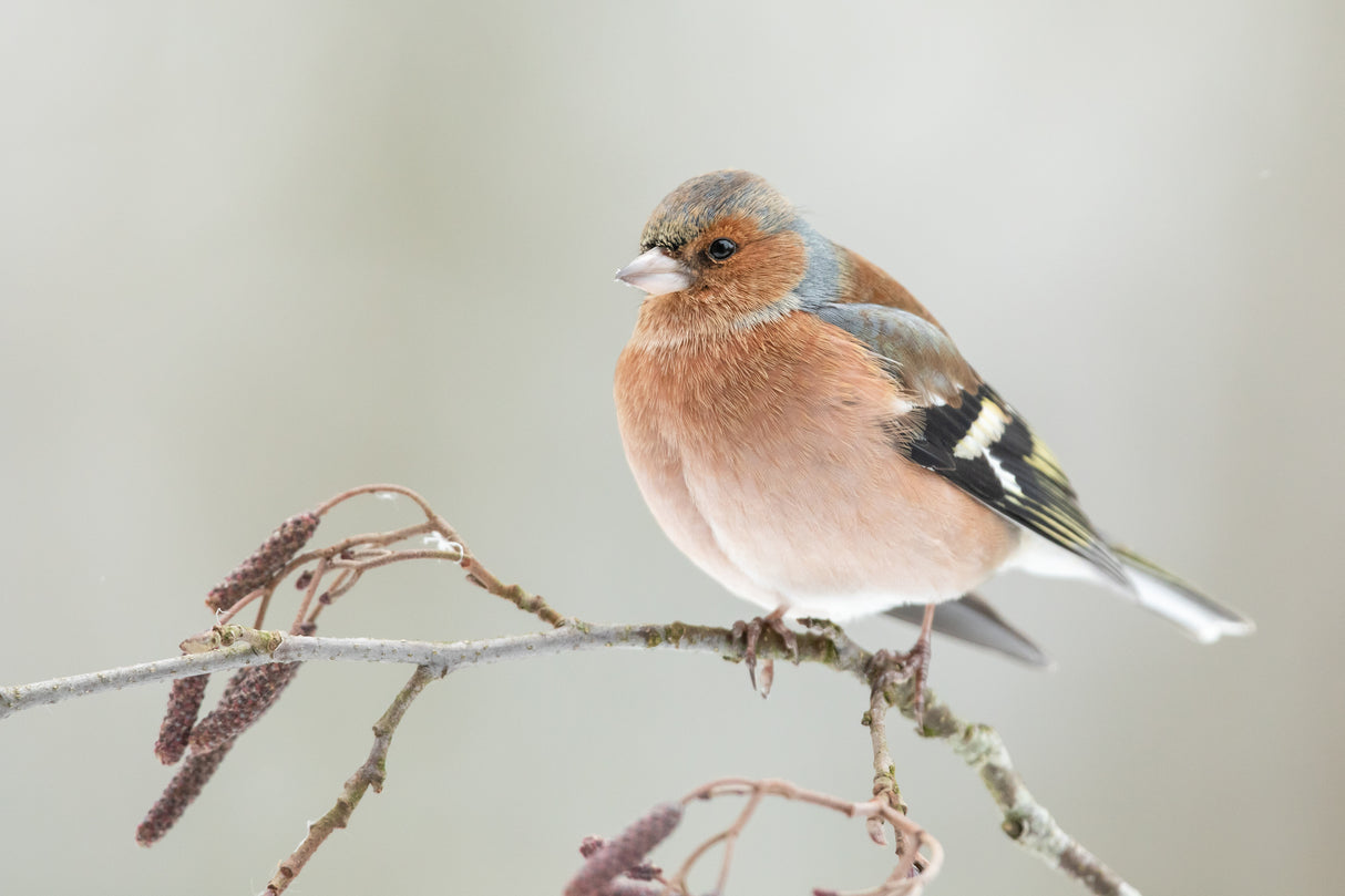 A common chaffin with snow light Poster och Canvastavla