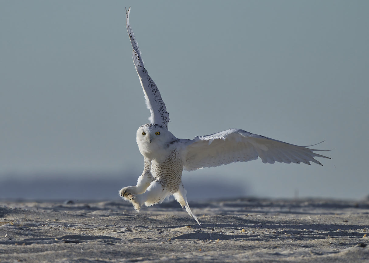 Snowy owl landing Poster och Canvastavla