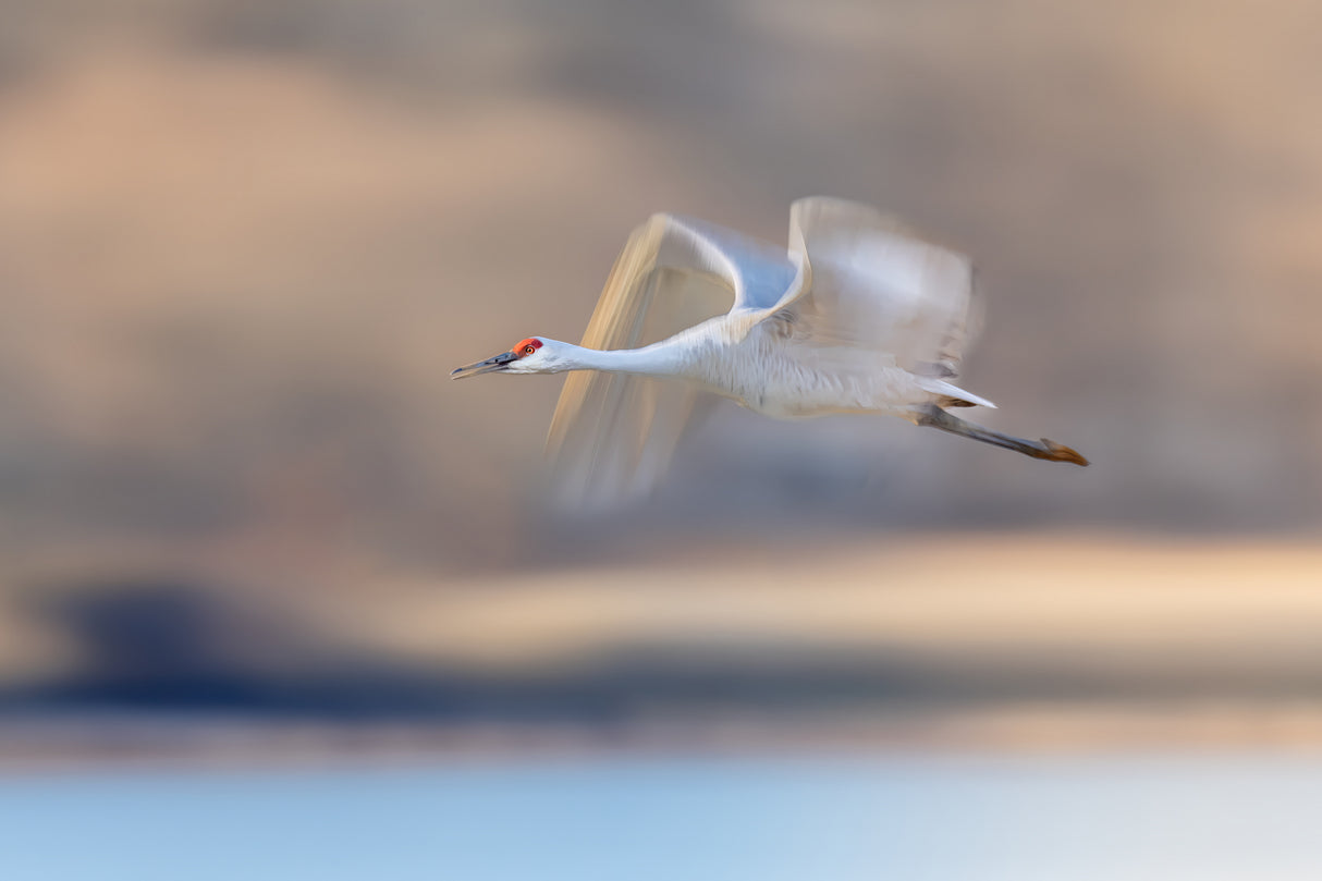 Crane Flying in Soft Light Poster och Canvastavla