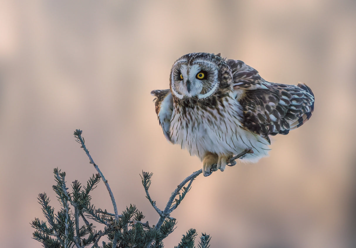 Short-eared Owl Poster och Canvastavla