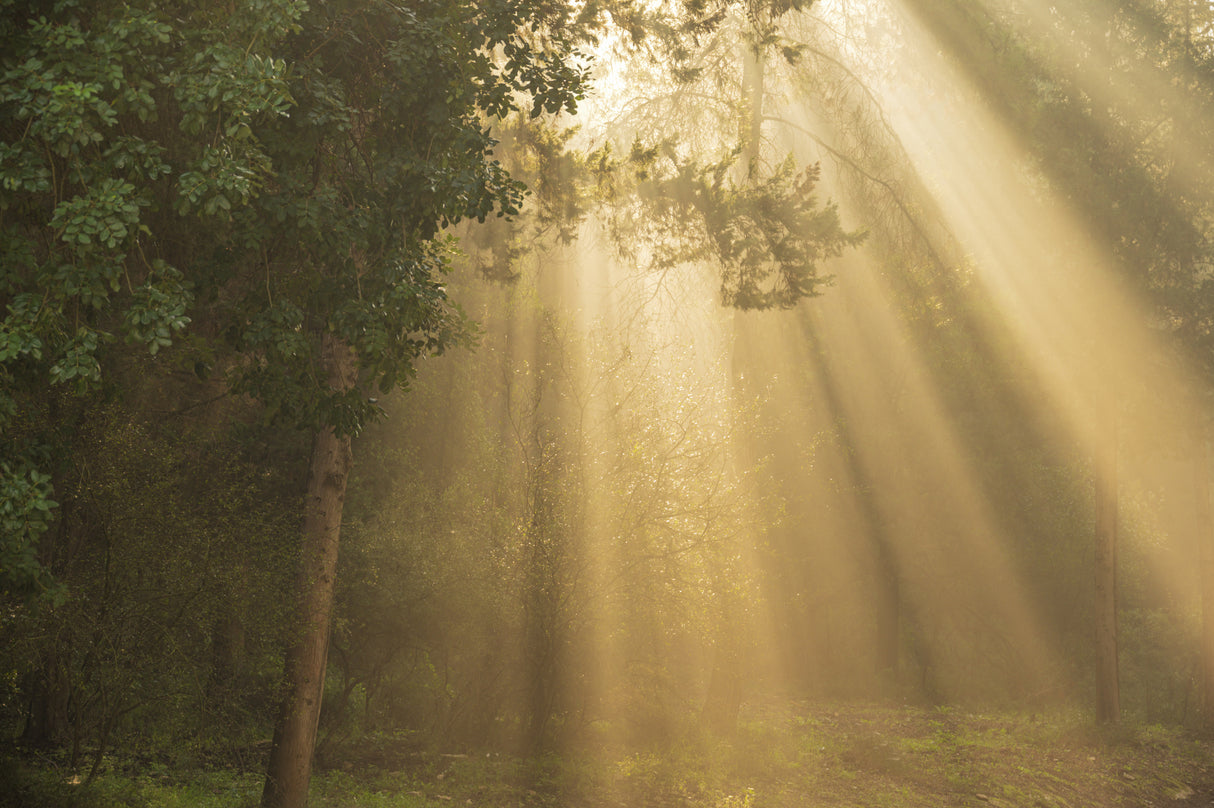 ray of light Poster och Canvastavla