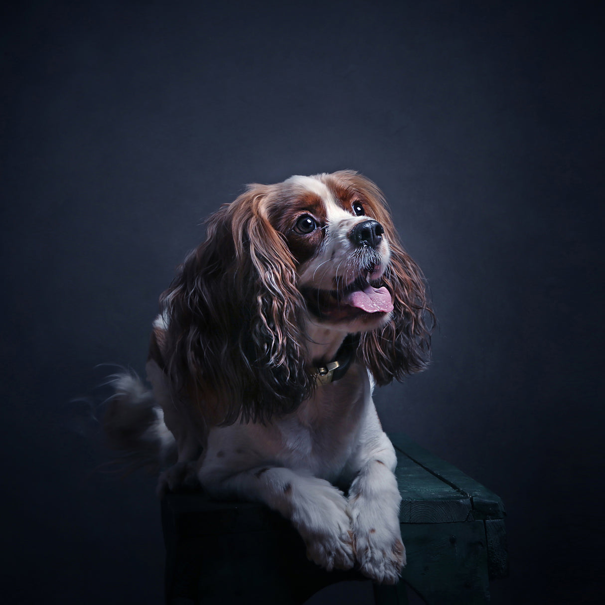Mr Charlie Poster och Canvastavla