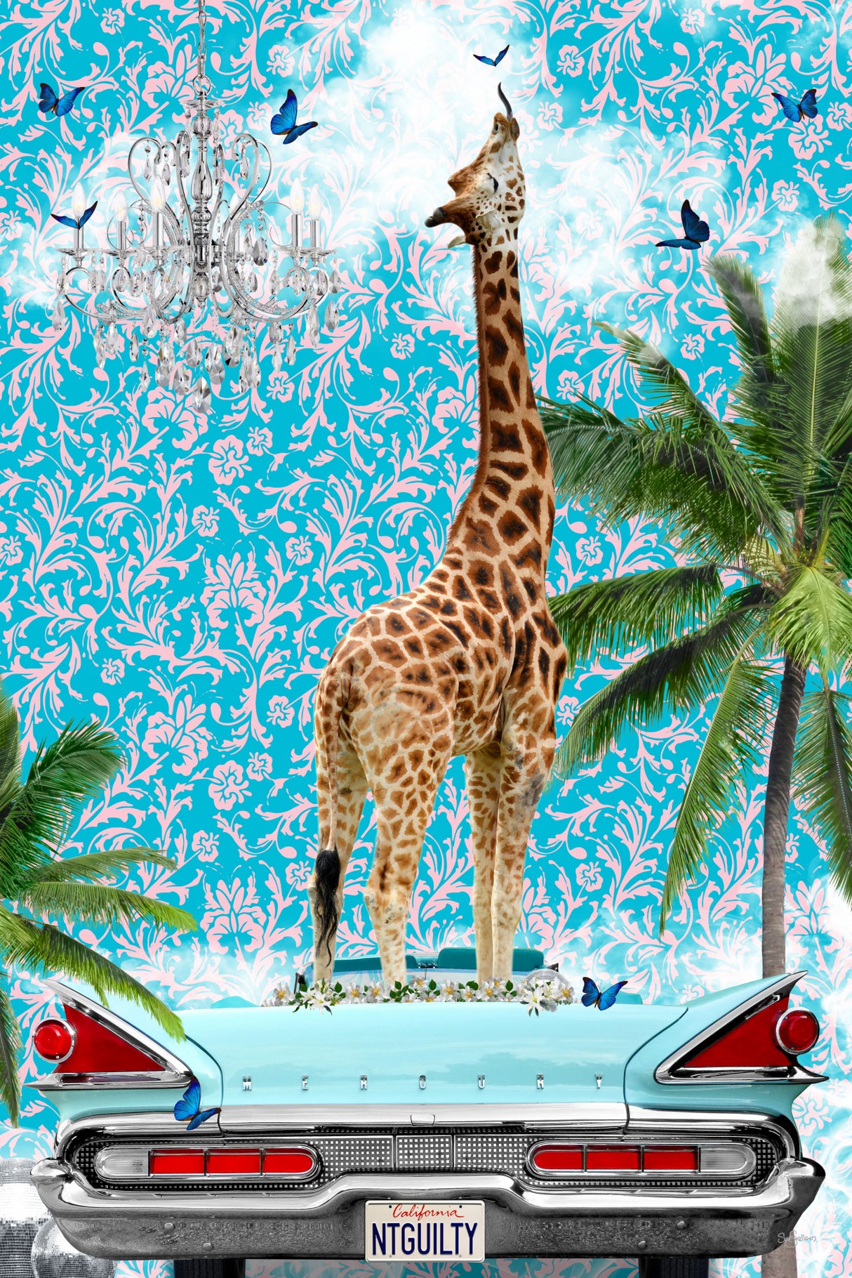 Giraffe California Dream Poster och Canvastavla