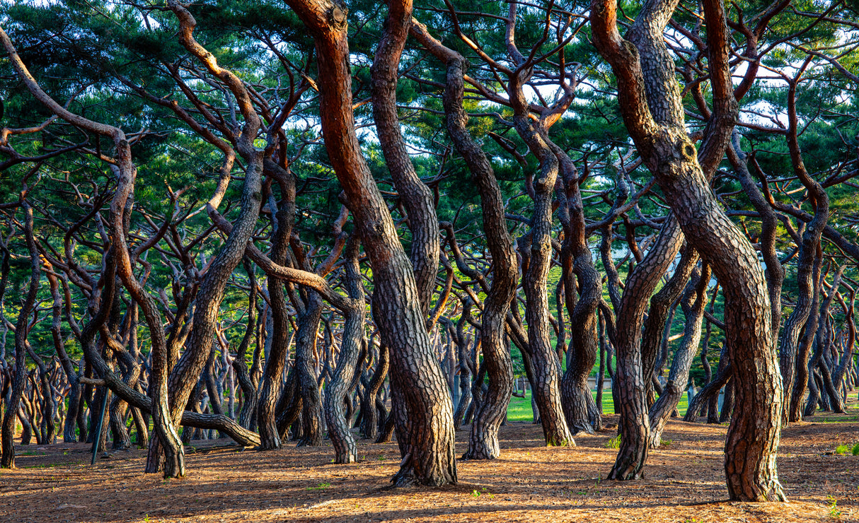 Heungdeok Pine Trees5 Poster och Canvastavla