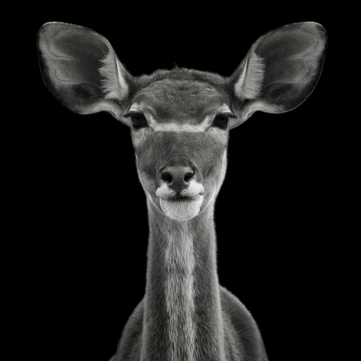 Young Female Greater Kudu - Tragelaphus Strepsiceros Poster och Canvastavla