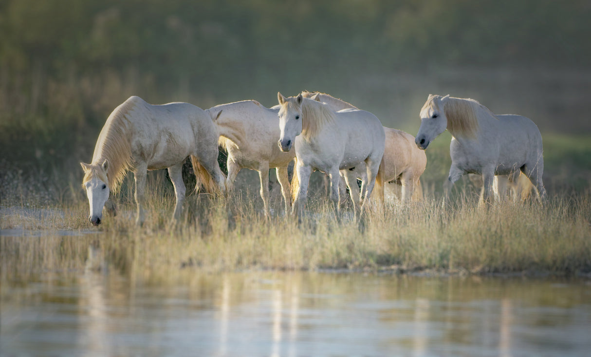 Camargue horses Poster och Canvastavla