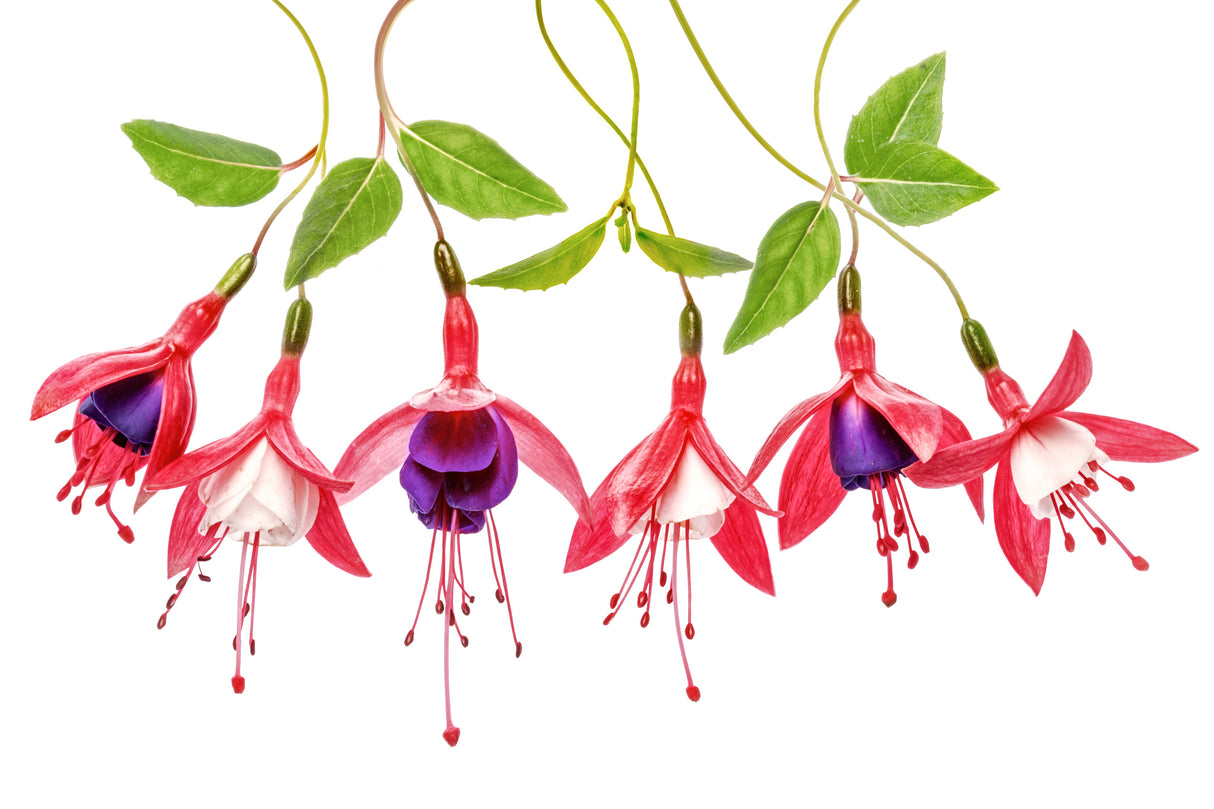 .Fuchsia. Poster och Canvastavla