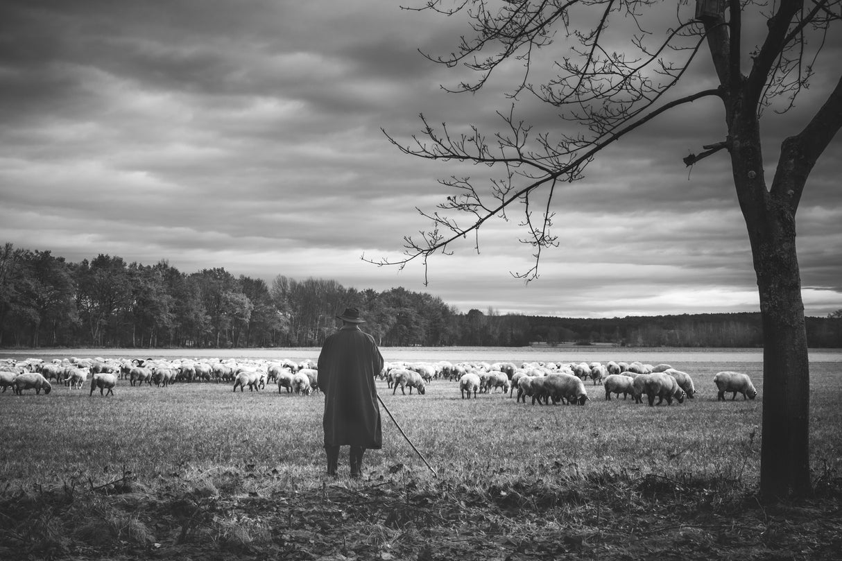 Schäferstunde. Poster och Canvastavla