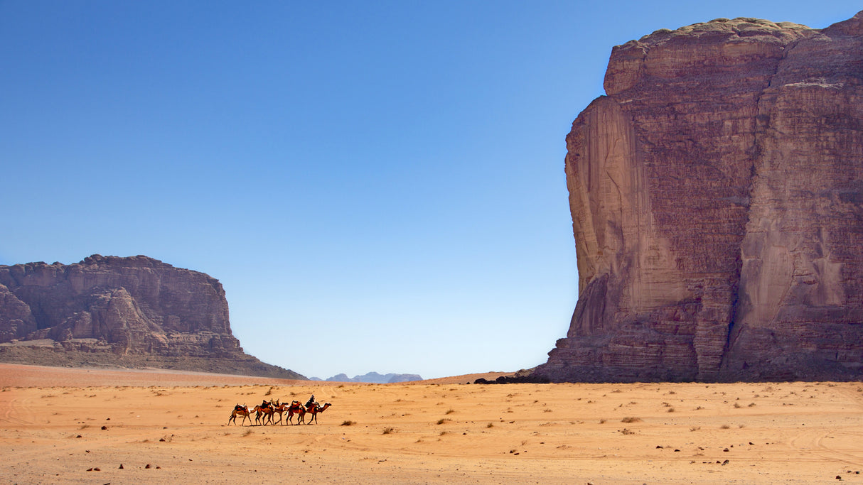 travel with camels Poster och Canvastavla