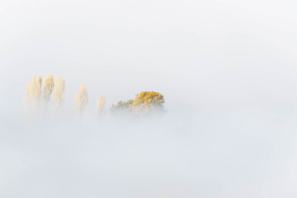 FOG Poster och Canvastavla