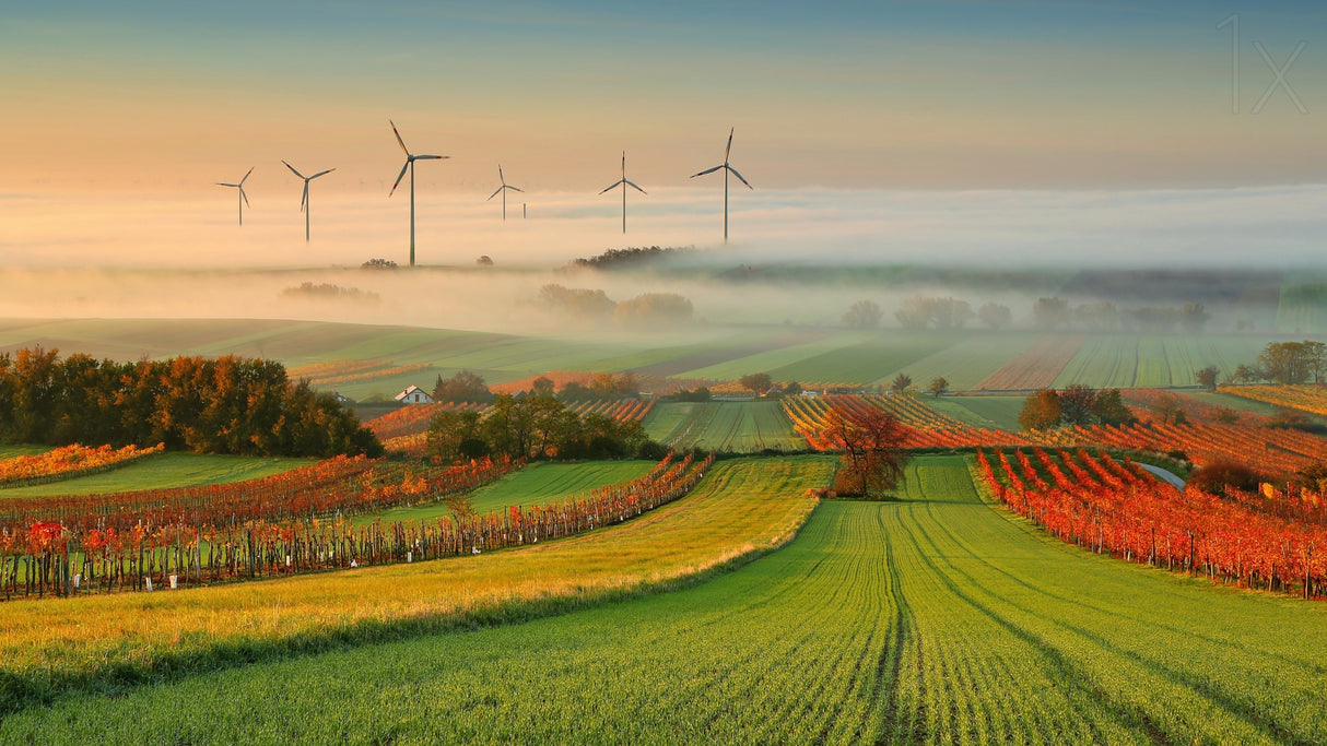 Autumn Atmosphere in Vineyards Poster och Canvastavla