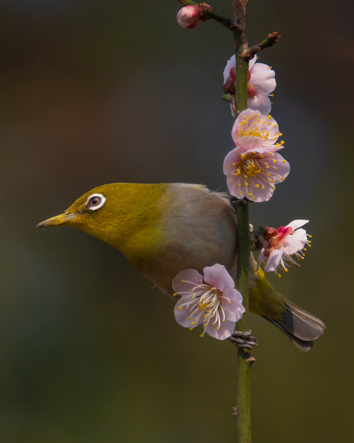 Plum blossoms and white-eye Poster och Canvastavla
