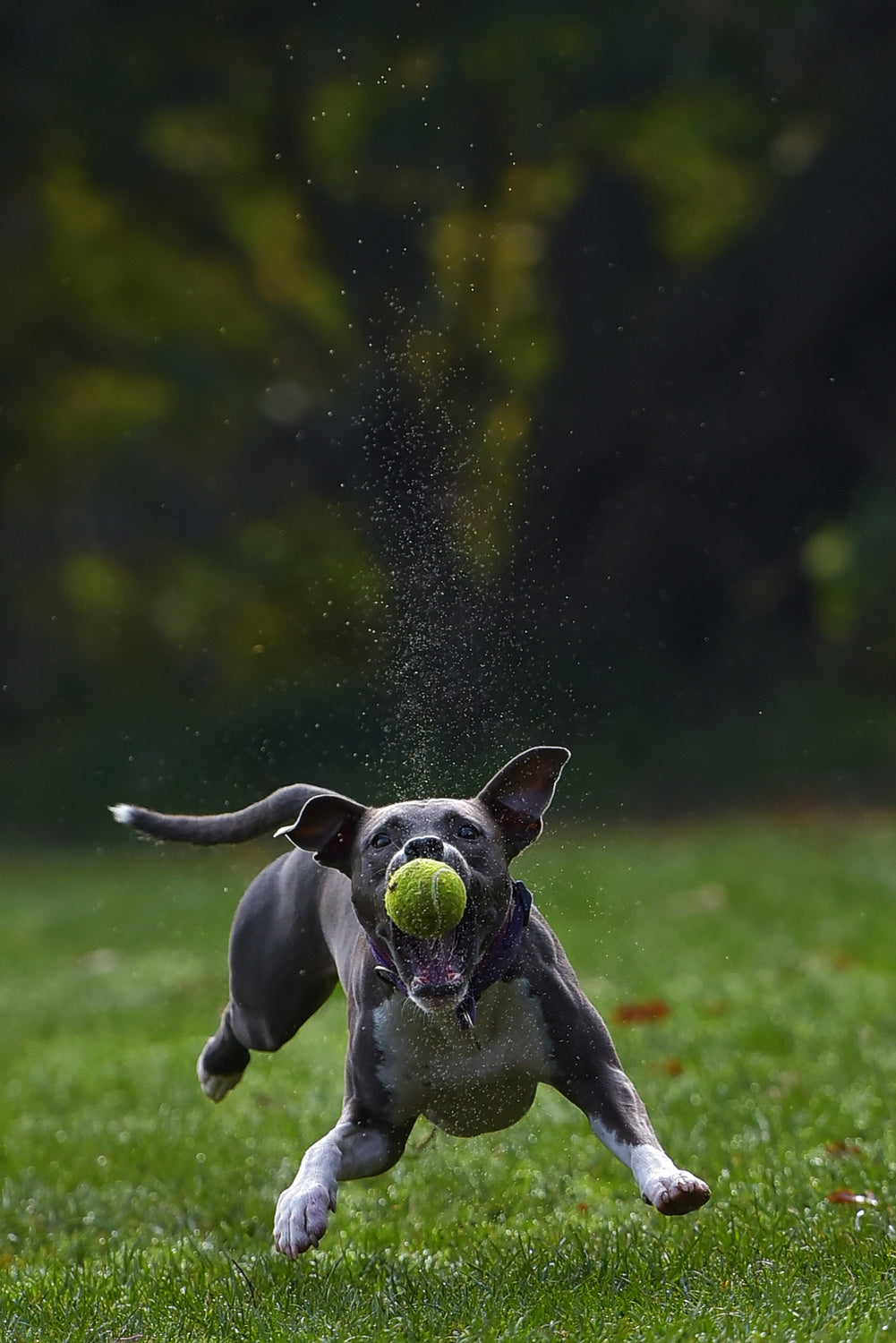 Catch the moment. Poster och Canvastavla