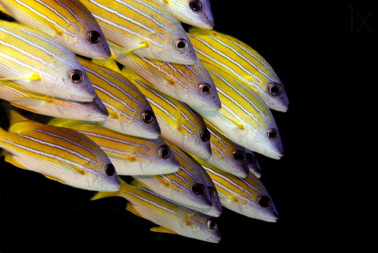 Fish Poster och Canvastavla