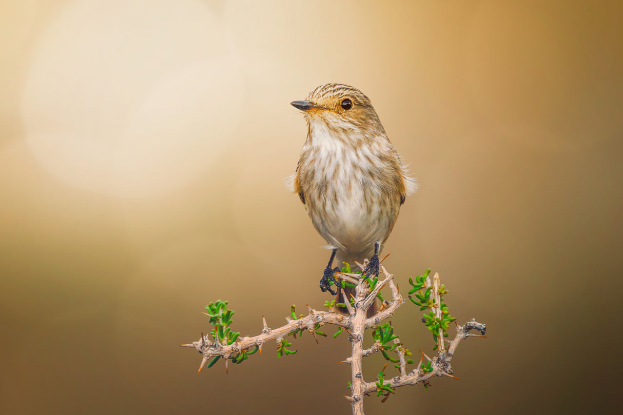 Spotted Flycatcher Poster och Canvastavla