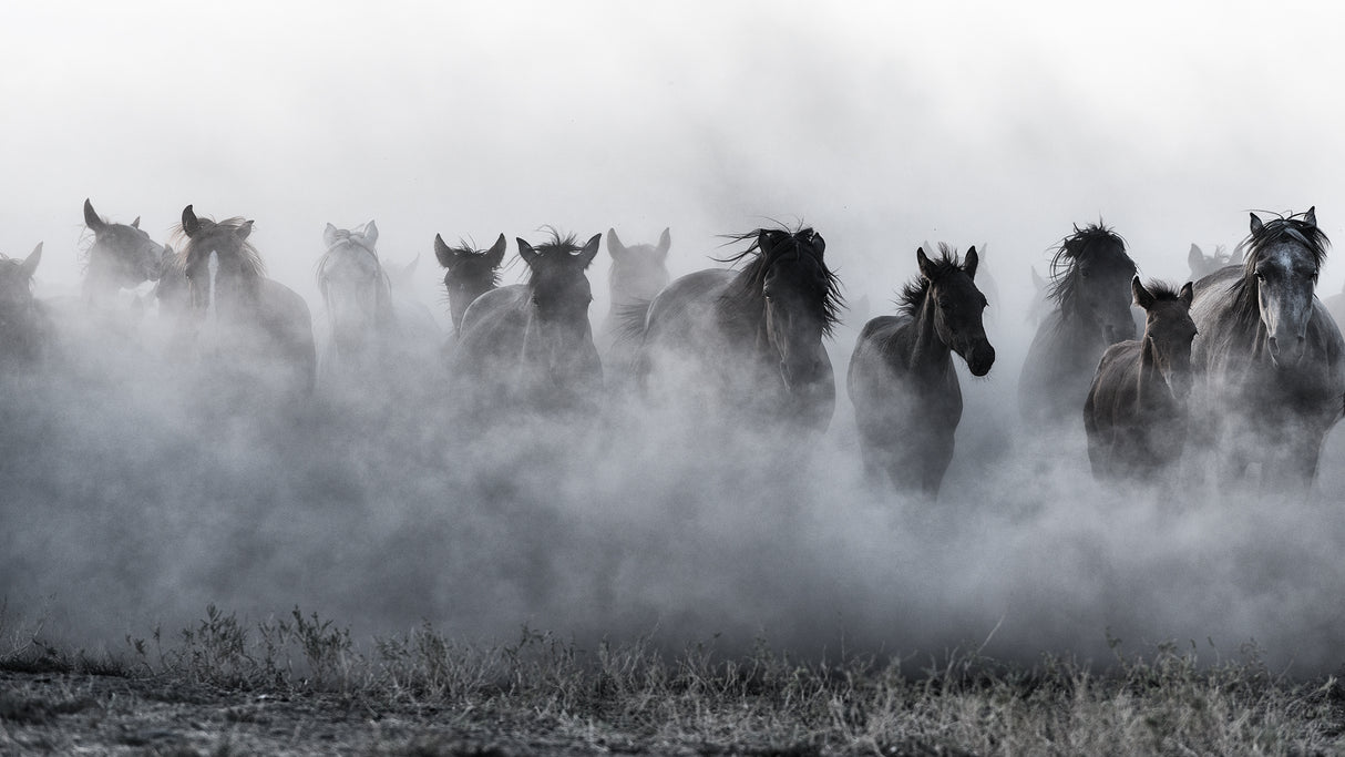 Mustangs Poster och Canvastavla