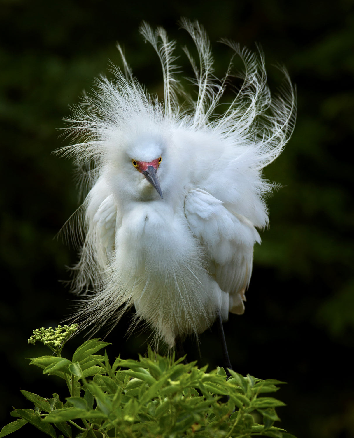Snowy Egret Poster och Canvastavla