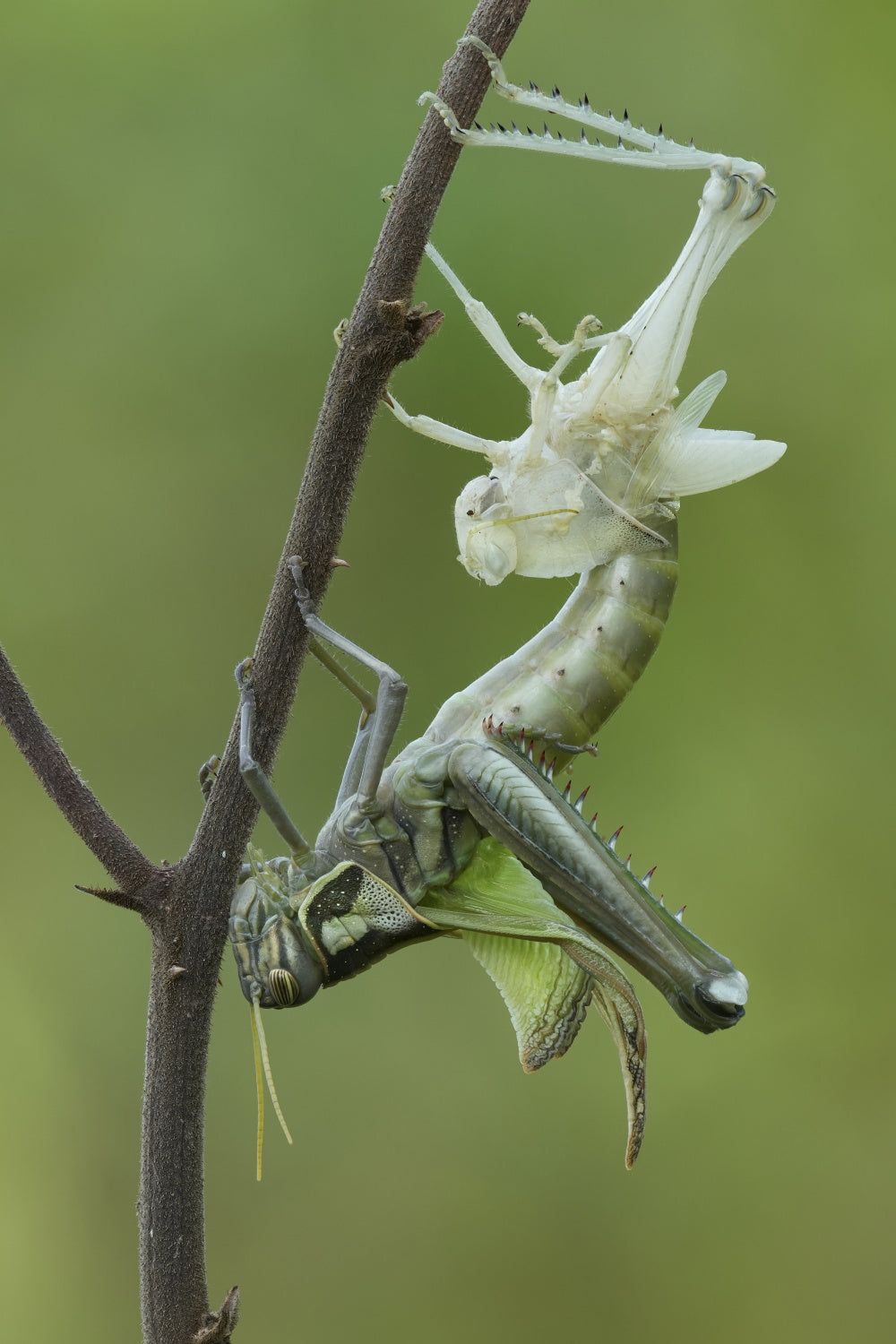 Grasshopper molting Poster och Canvastavla