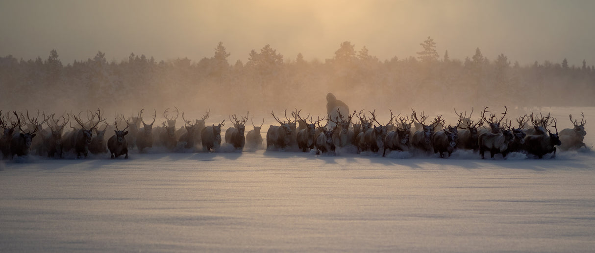 The herd II Poster och Canvastavla