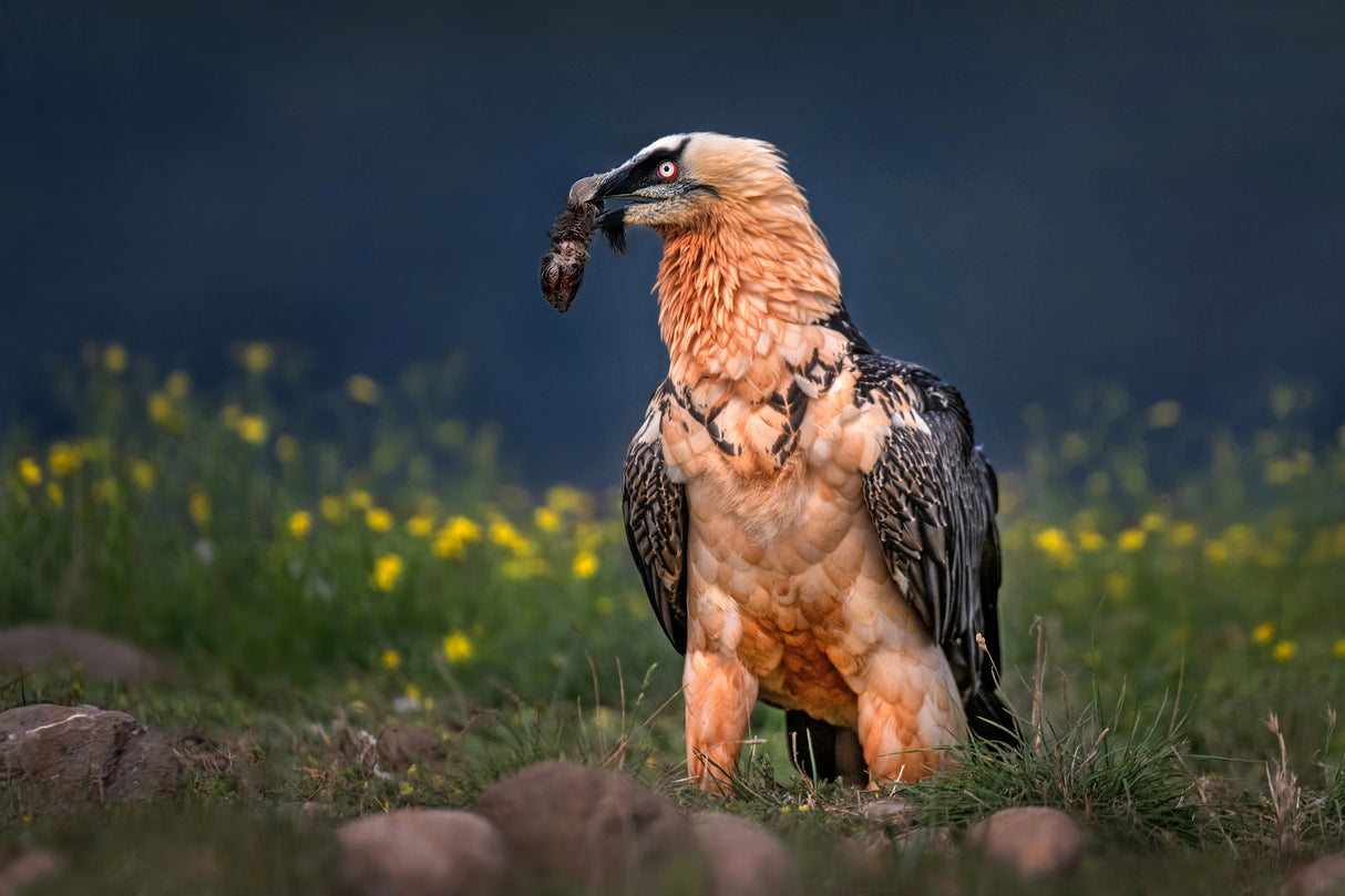 Bearded vulture close up Poster och Canvastavla