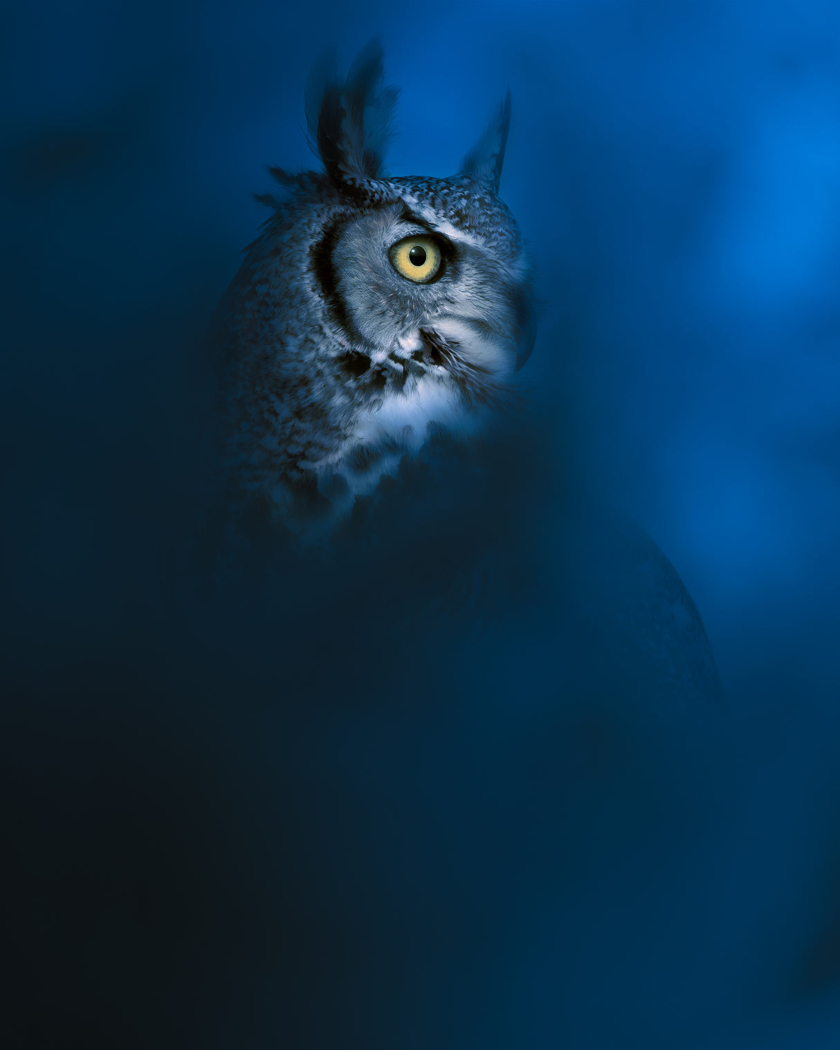 Blue Poster och Canvastavla