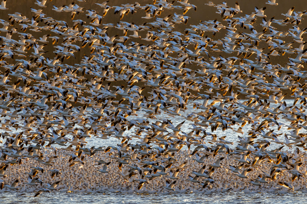 Snow Geese at Dawn Poster och Canvastavla