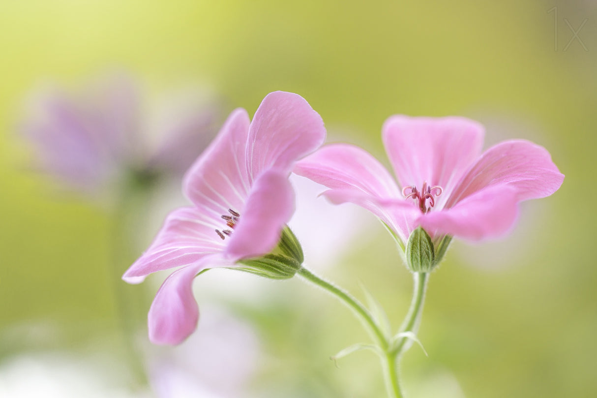 Pink Melody Poster och Canvastavla