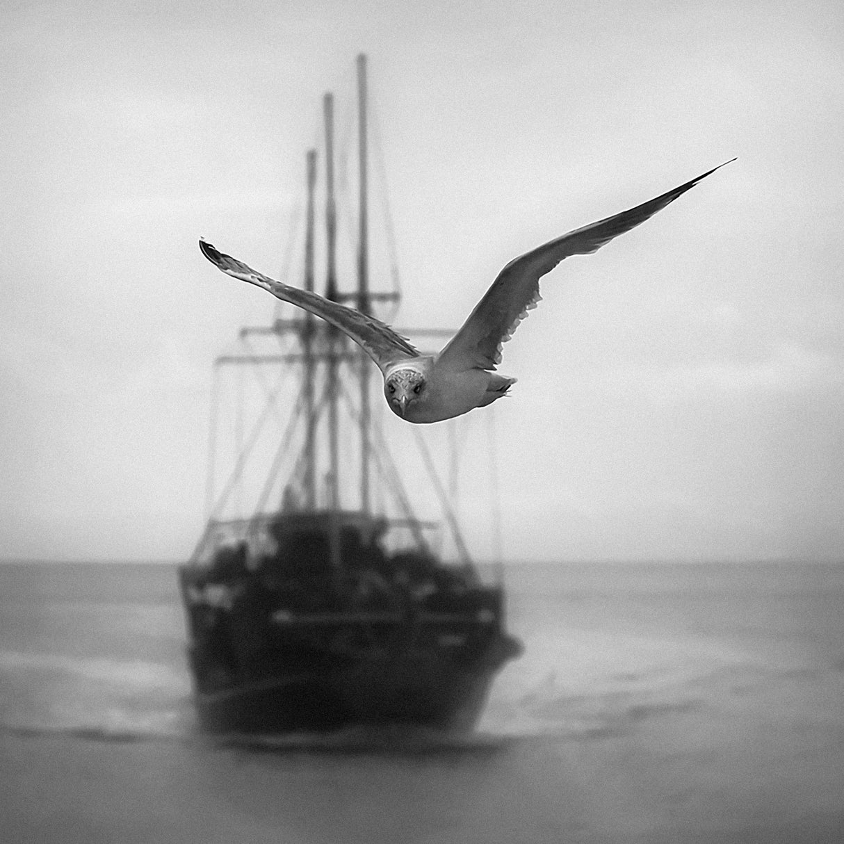 Seagull Poster och Canvastavla